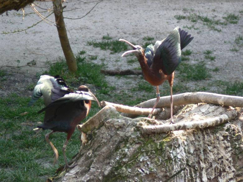 Angry Glossy Ibis Birds Background