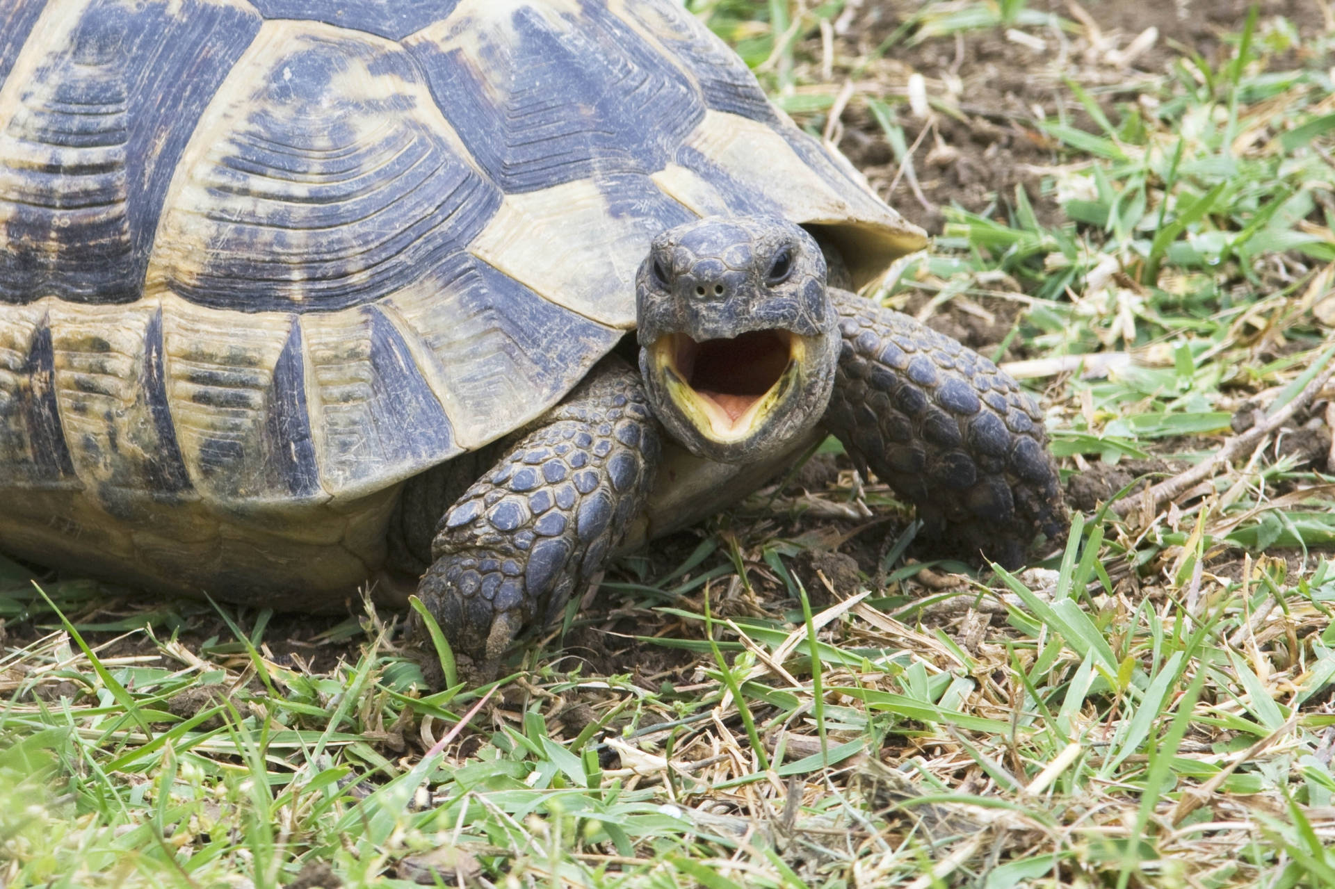 Angry Greek Turtle Background