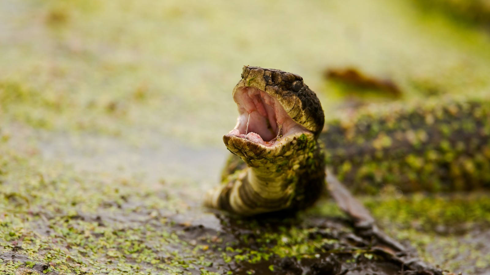 Angry Green Cottonmouth Wallpaper