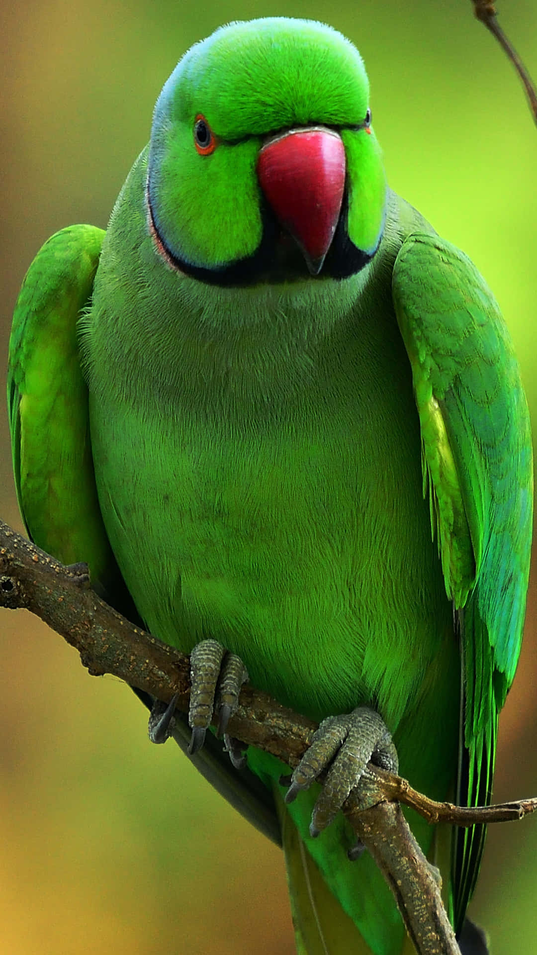 Angry Green Parrot Wallpaper