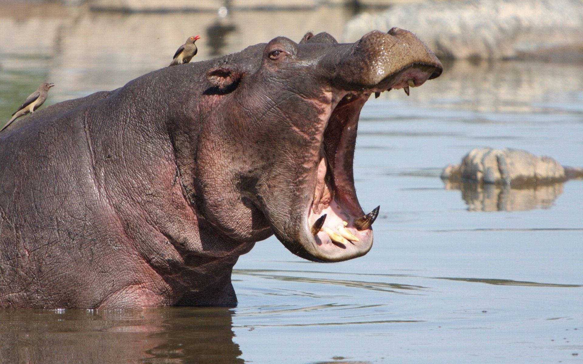 Angry Hippo On Water Wallpaper