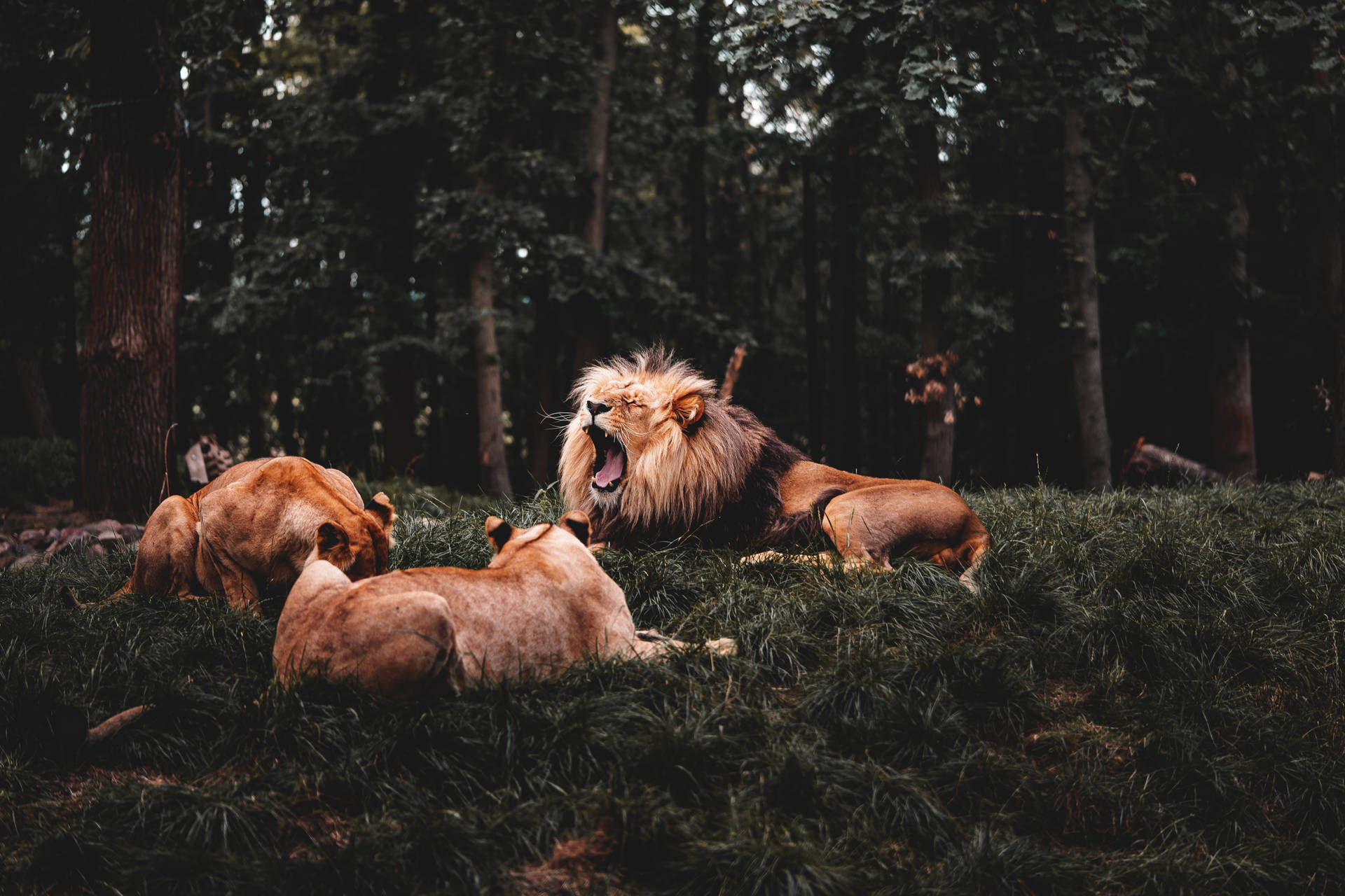 Angry Lion And Two Lionesses Wallpaper