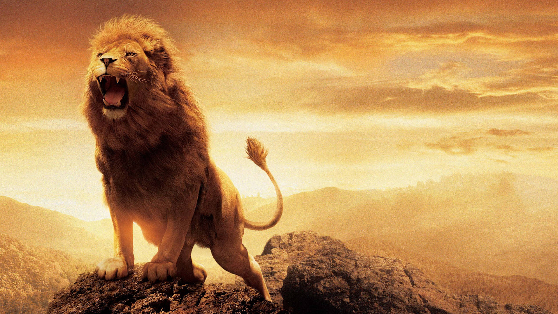 Angry Lion Aslan From Narnia Wallpaper