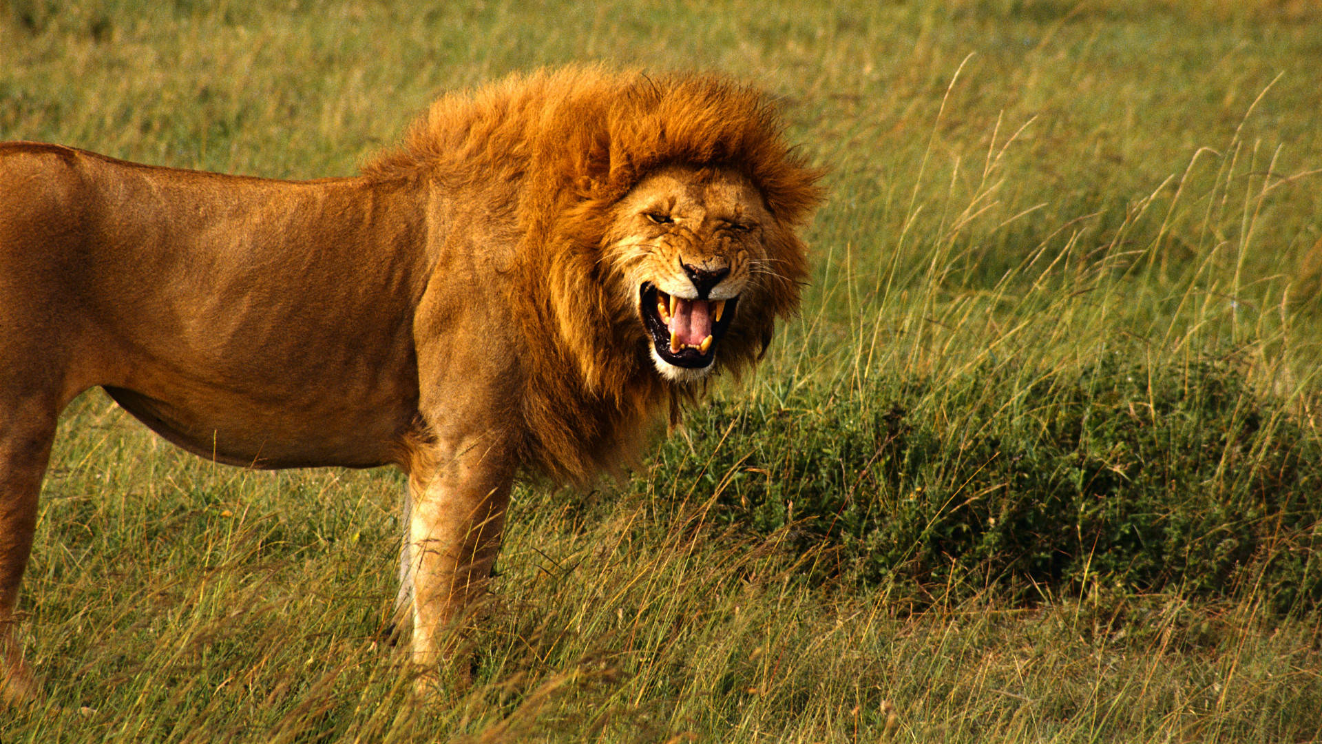 Angry Lion At Field Background