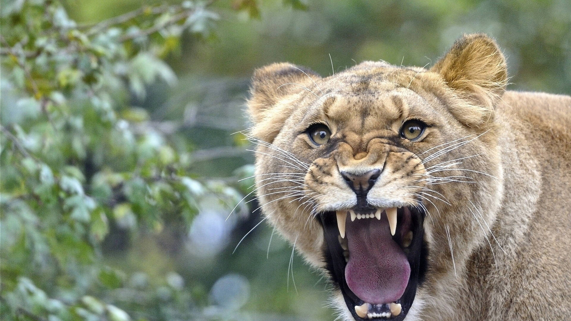 Angry Lion Fangs