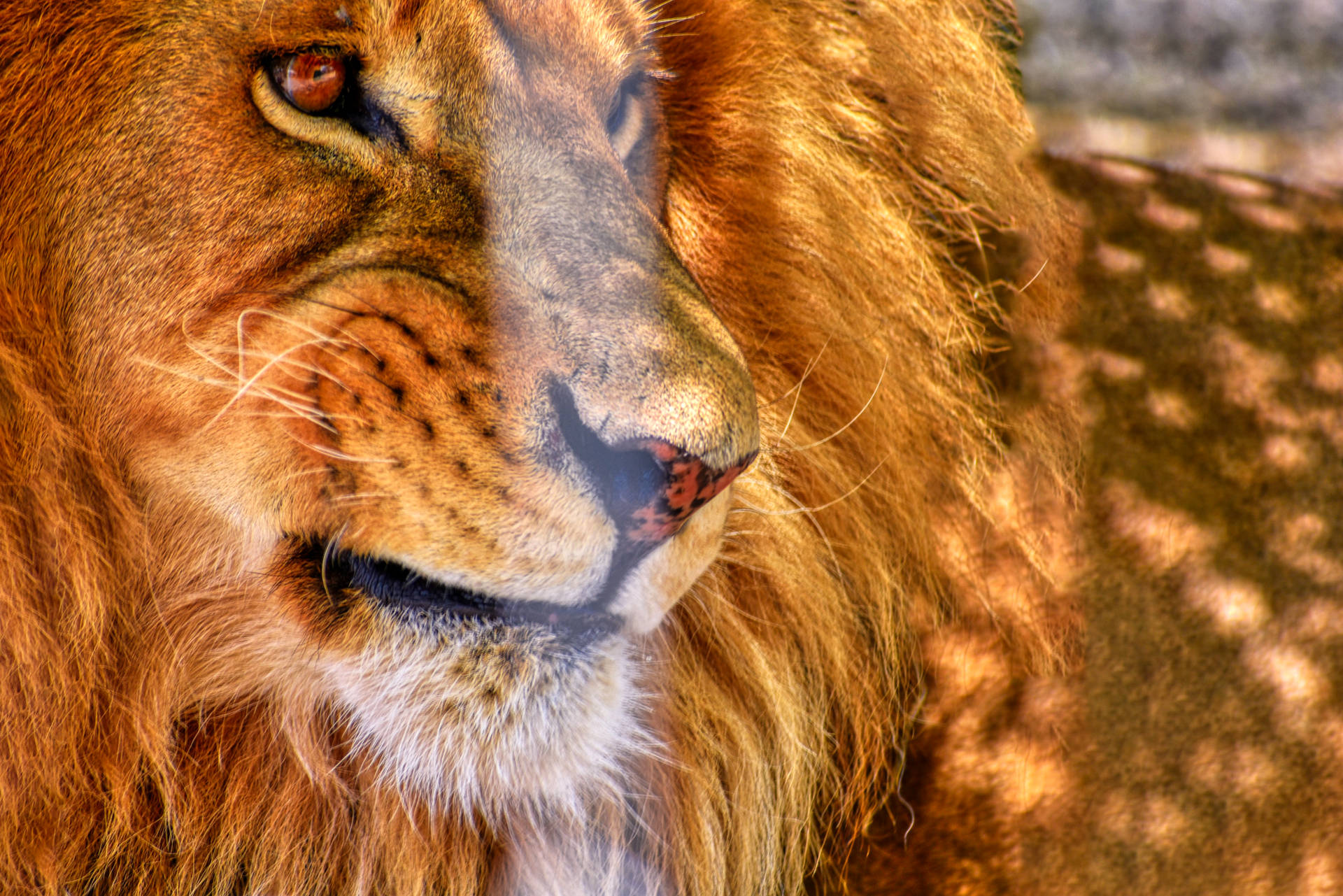 Vred løve der kigger væk ved siden af dens manke. Wallpaper