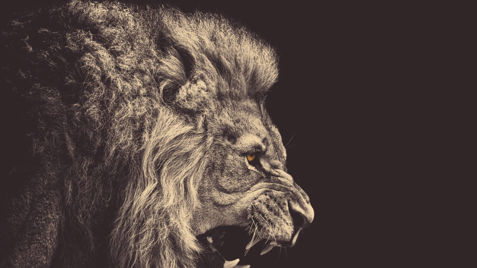 Angry Lion Sepia Wallpaper