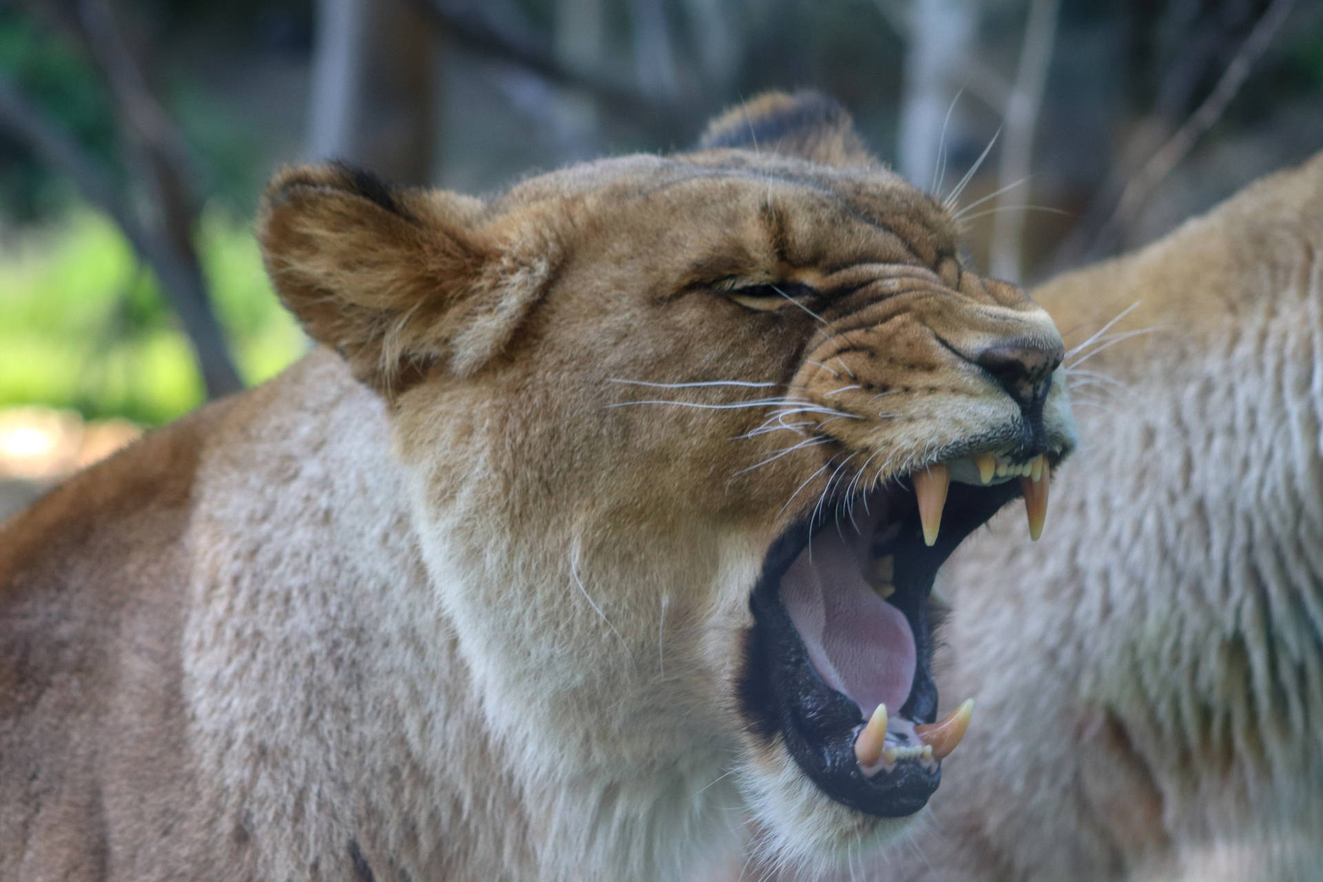 Angry Lion Showing Tongue Daytime Wallpaper