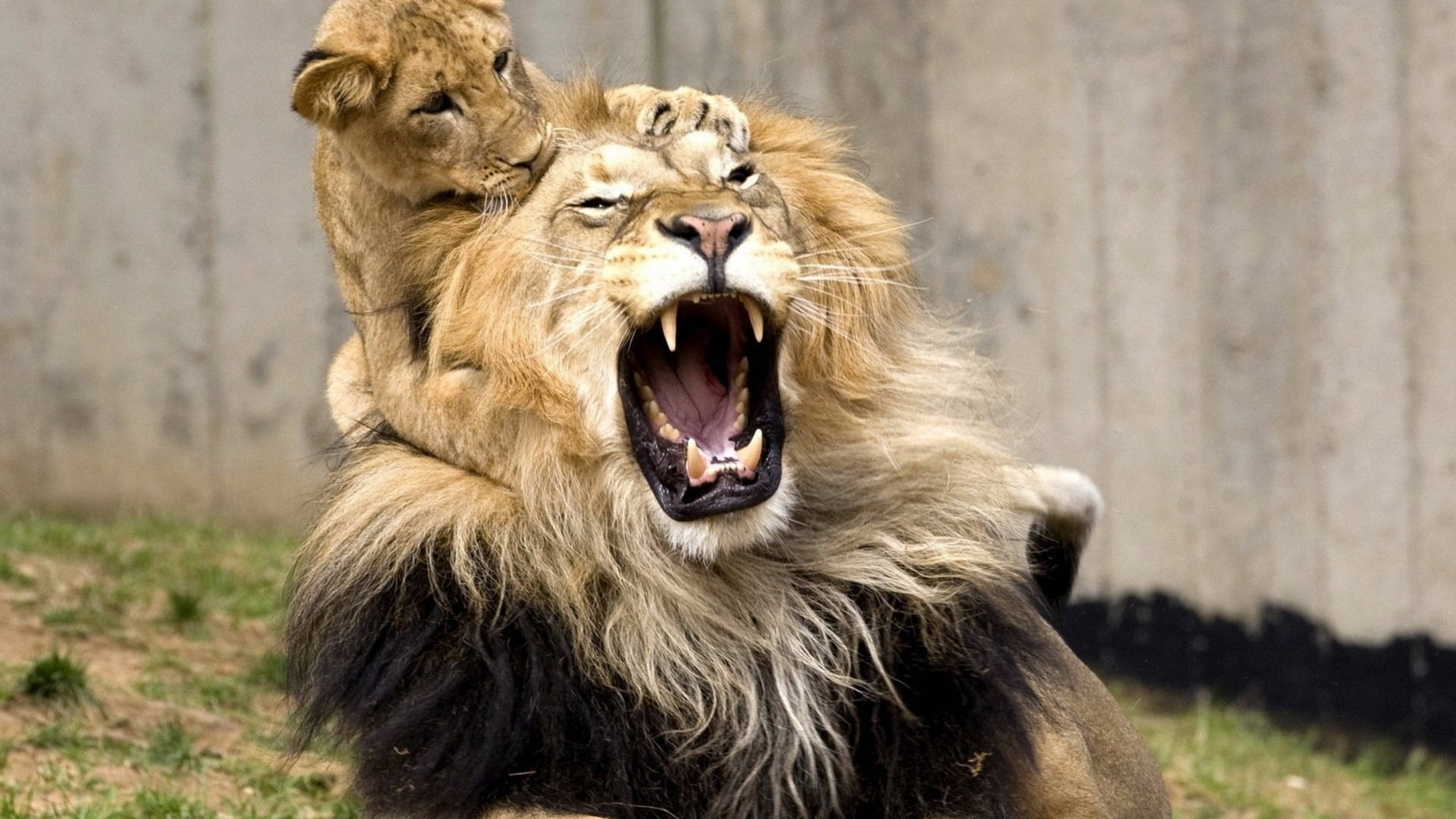 Angry Lion With Cub