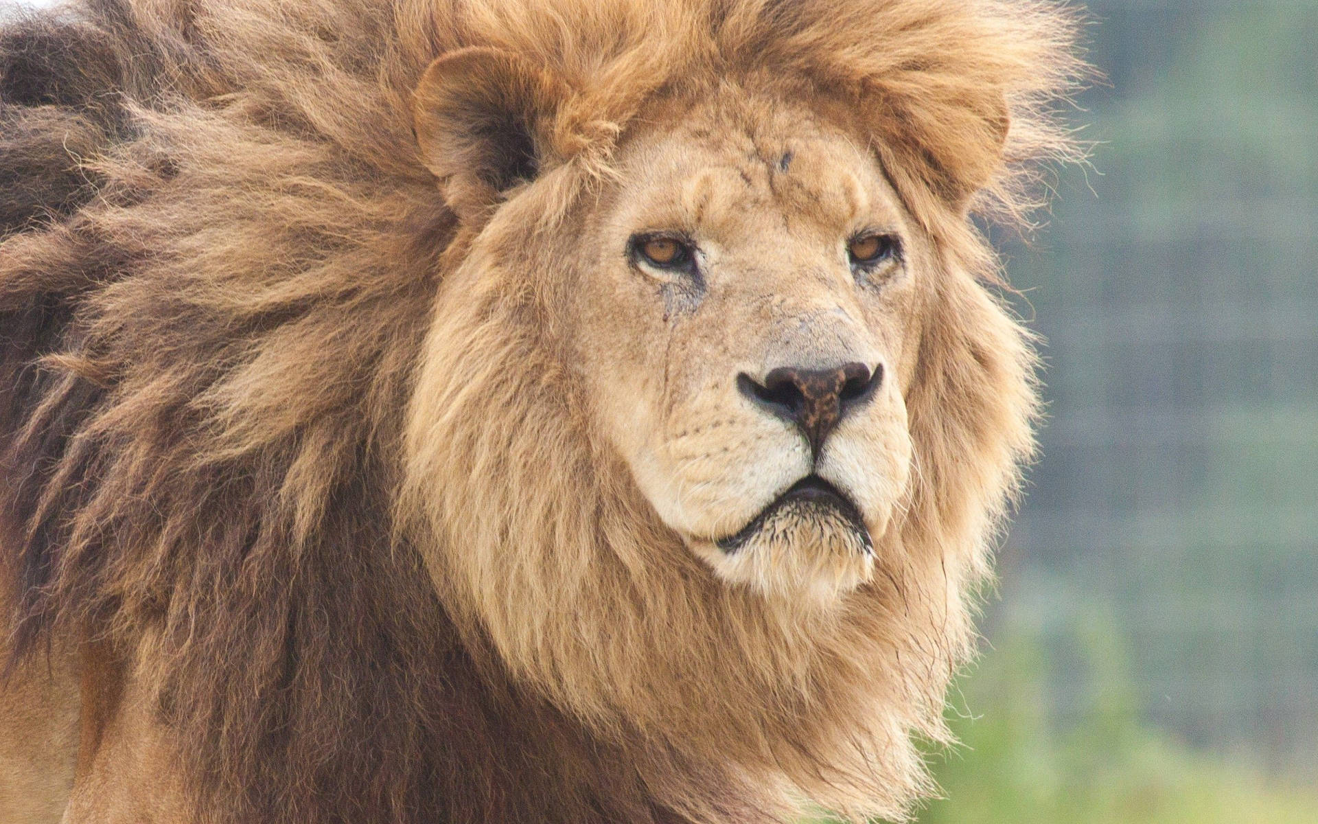 An angry Predator Lion stares Wallpaper