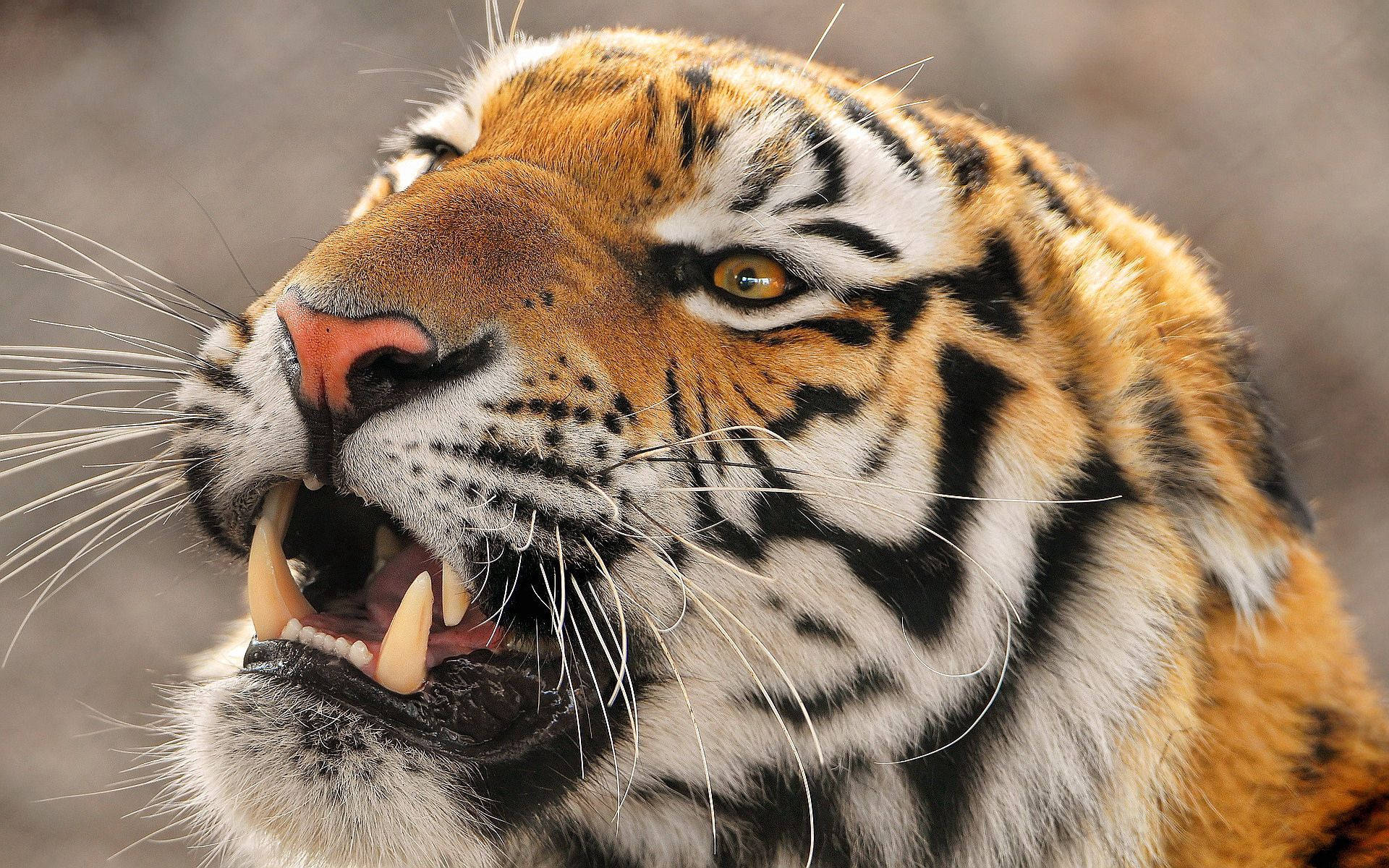 Angry Predator Tiger Close Up Wallpaper