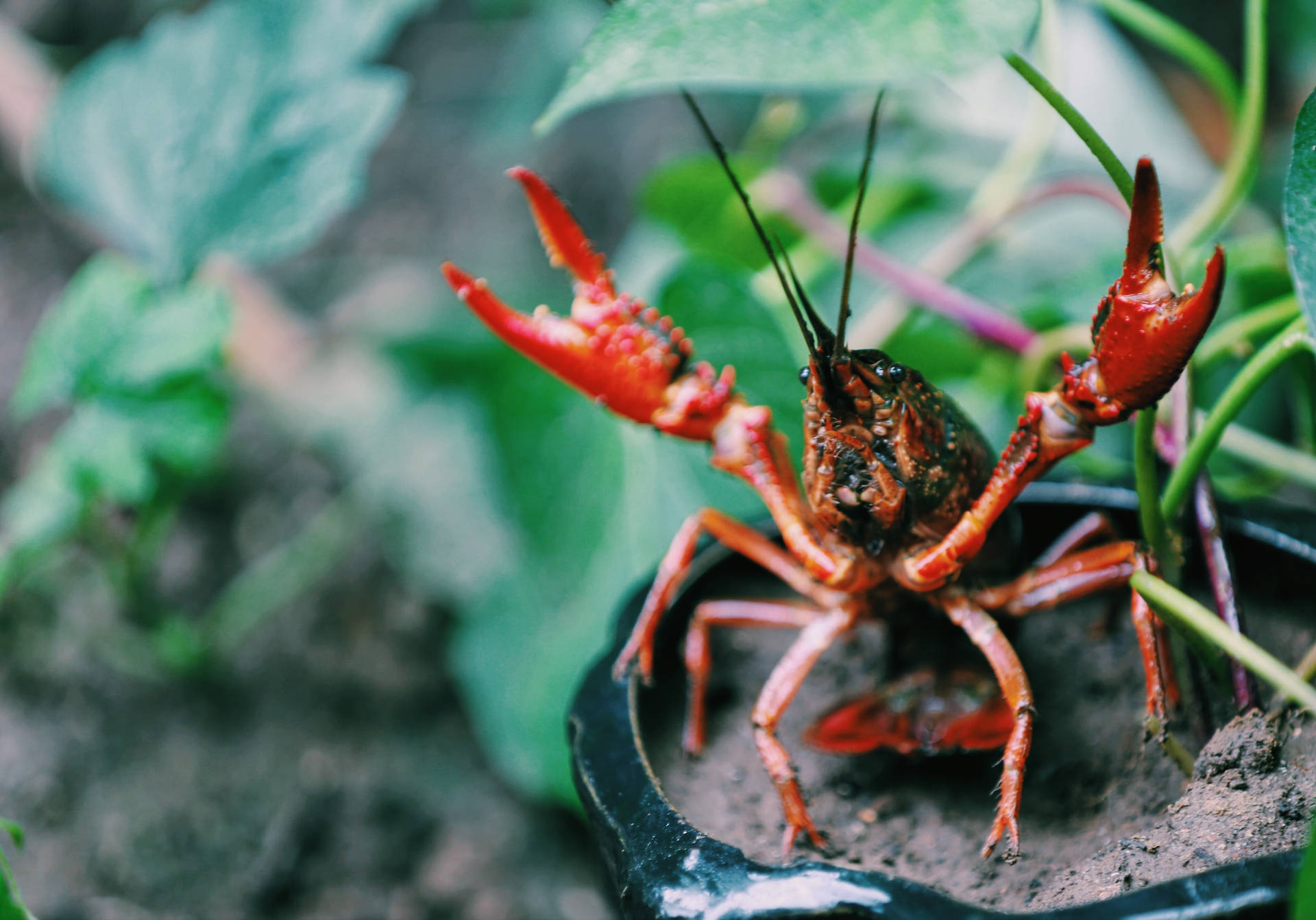Angry Red Crayfish In Plant Wallpaper
