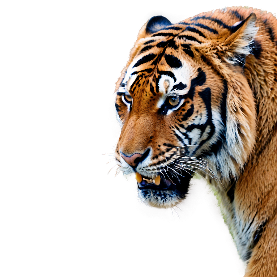 Angry Tiger A PNG