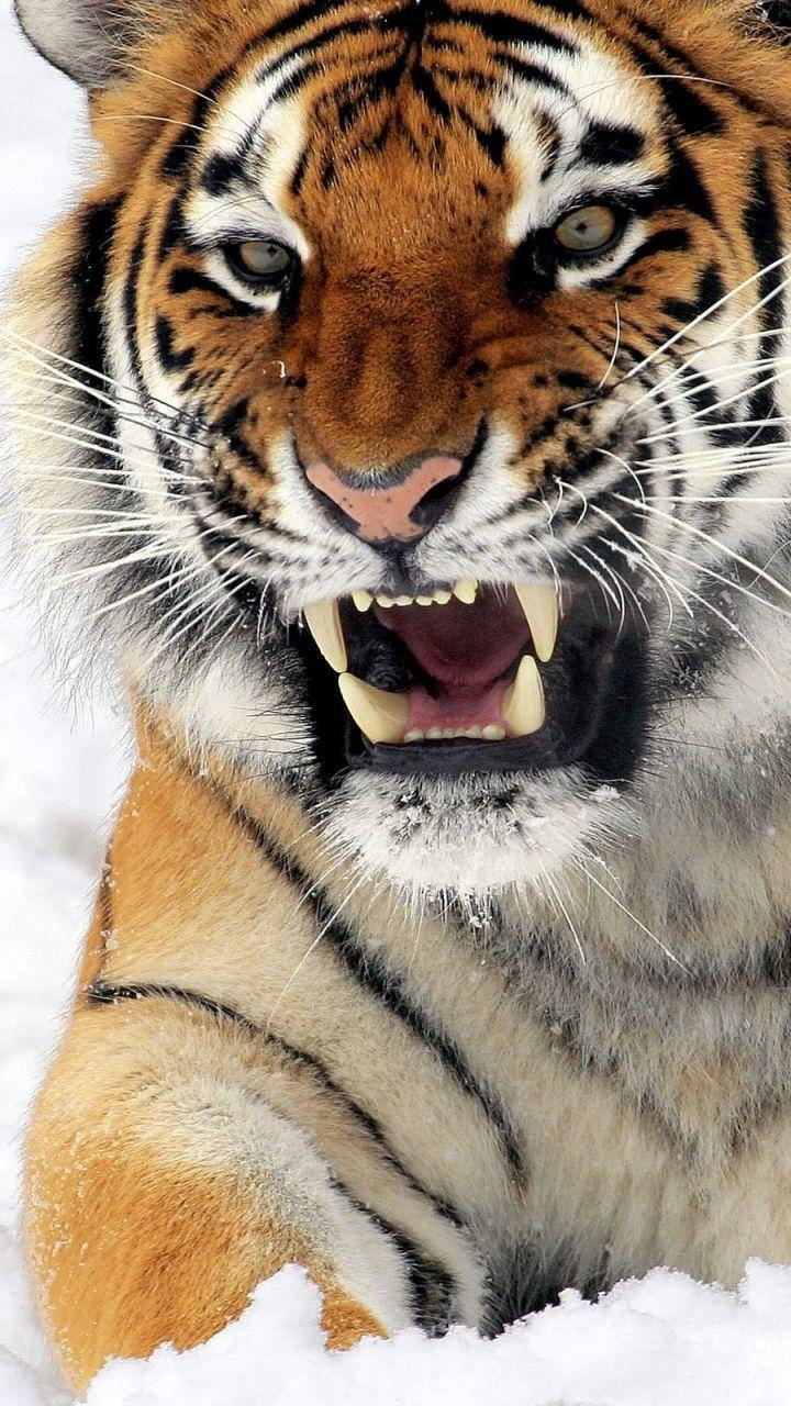 Angry Tiger Close Up In Snow Background