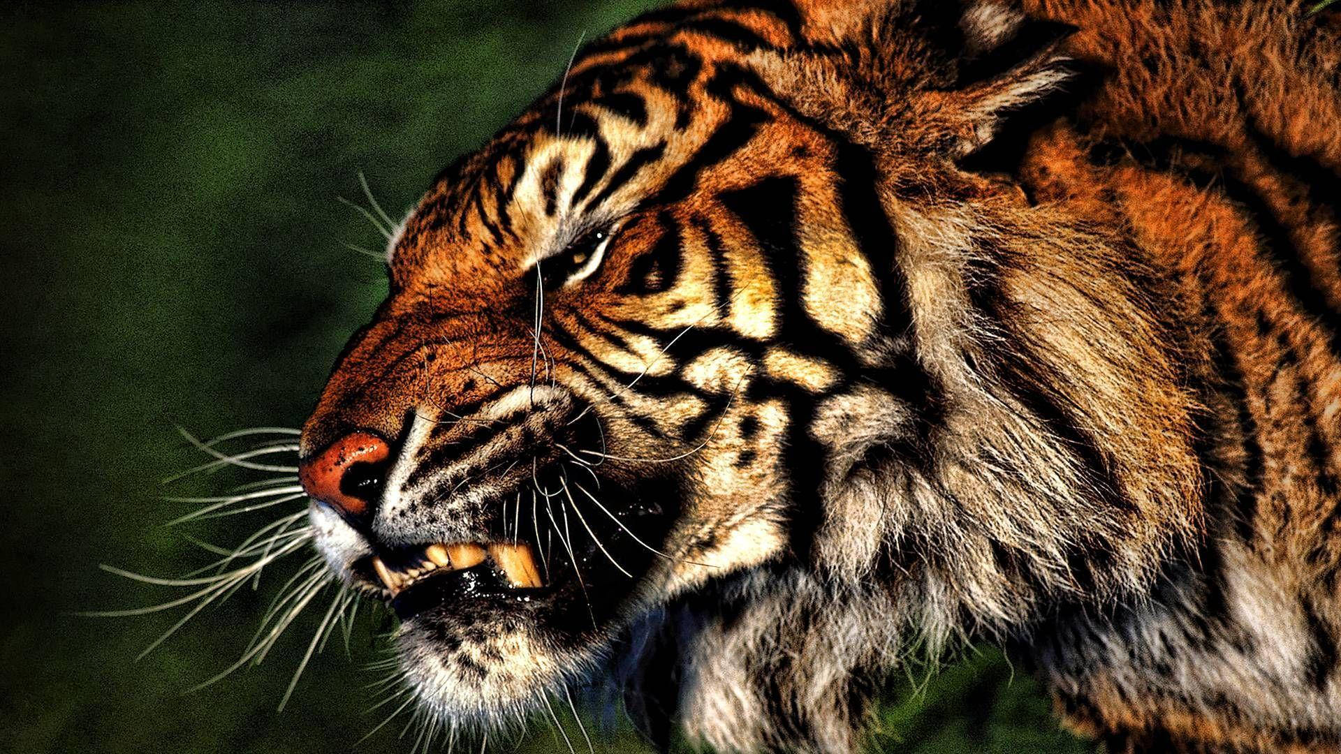 Angry Tiger Close Up Wallpaper