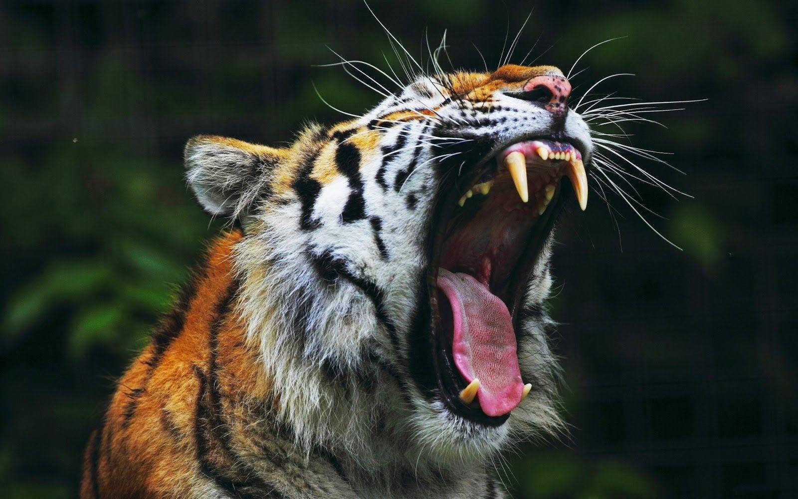 Angry Tiger Fangs Picture