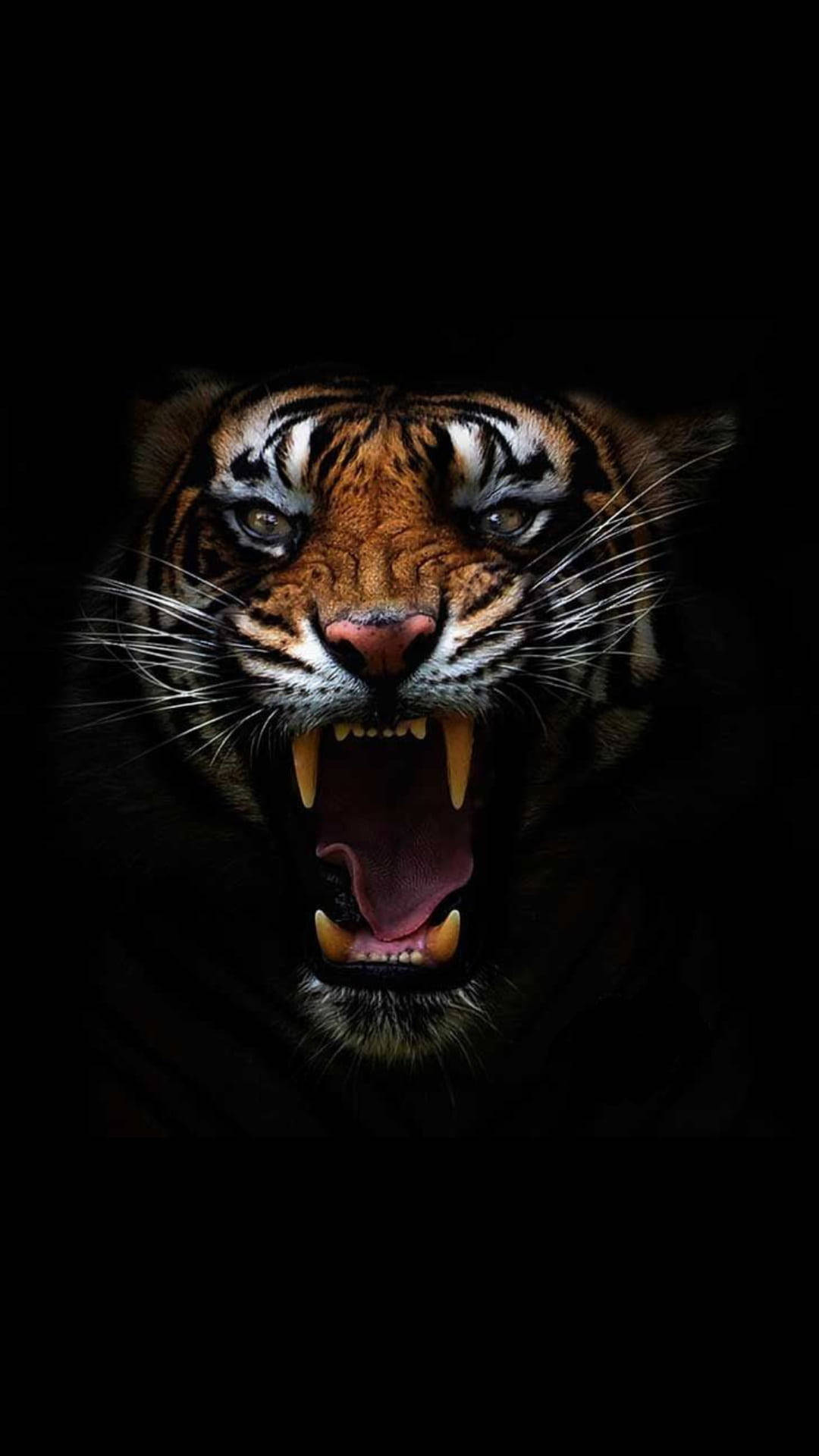 Angry Tiger Head Wallpaper