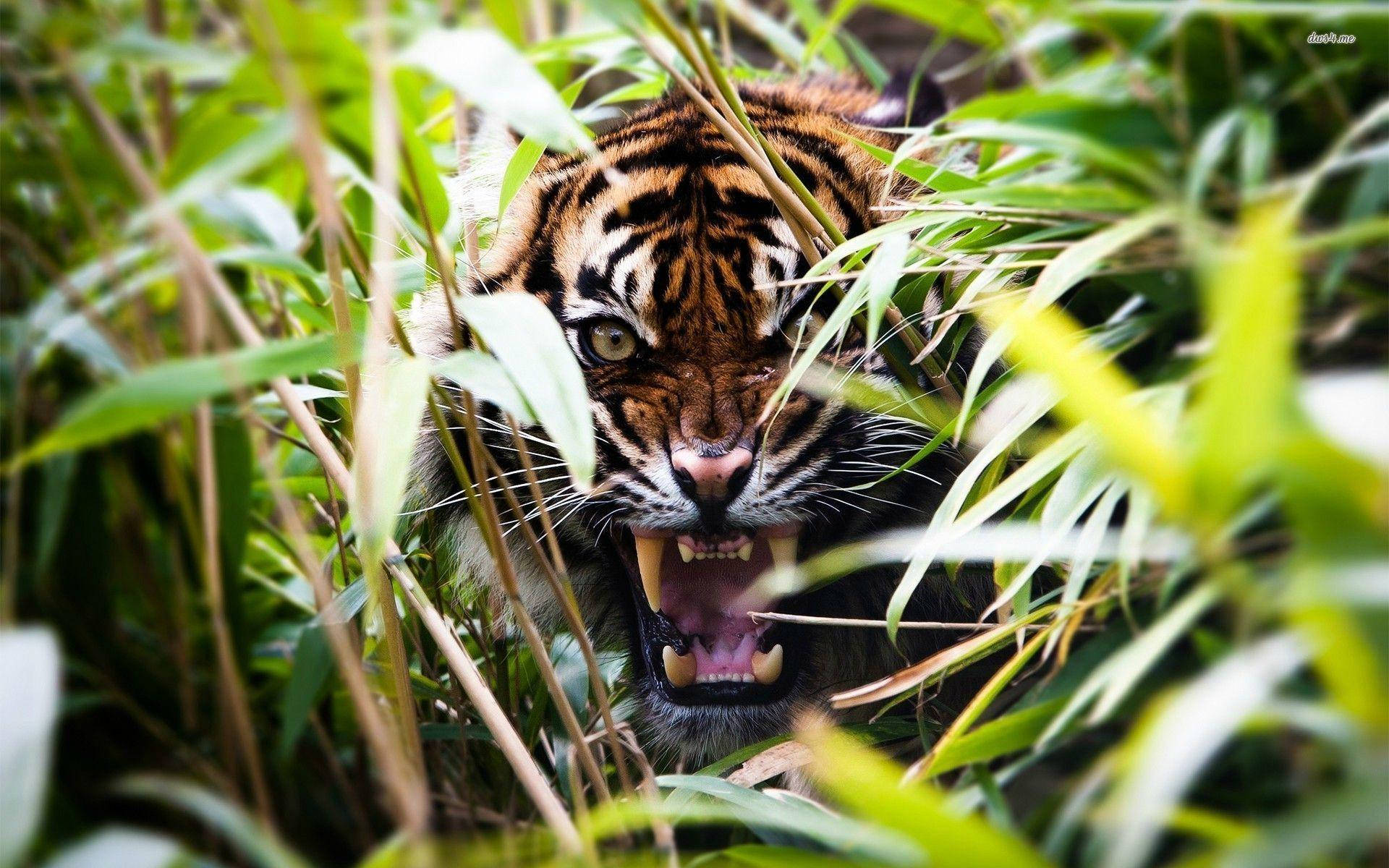 Angry Tiger In Tall Grass Background