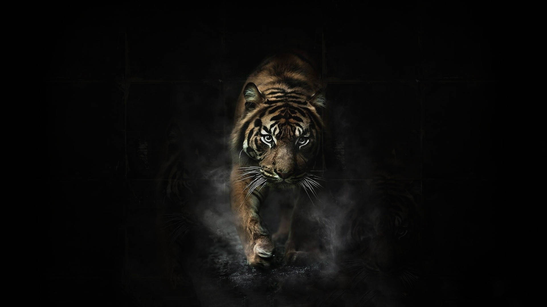Angry Tiger Mørk Æstetik Wallpaper