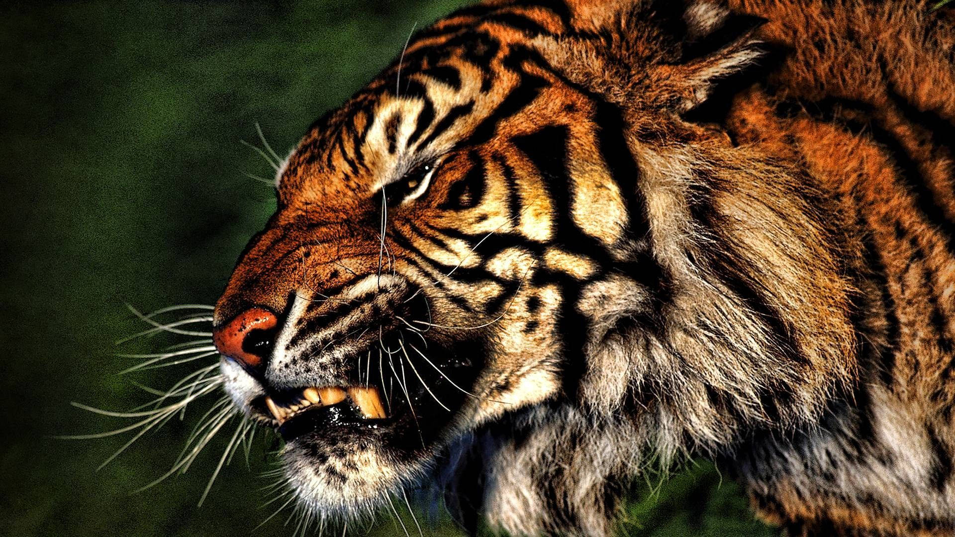 Angry Tiger Side View Portrait Background