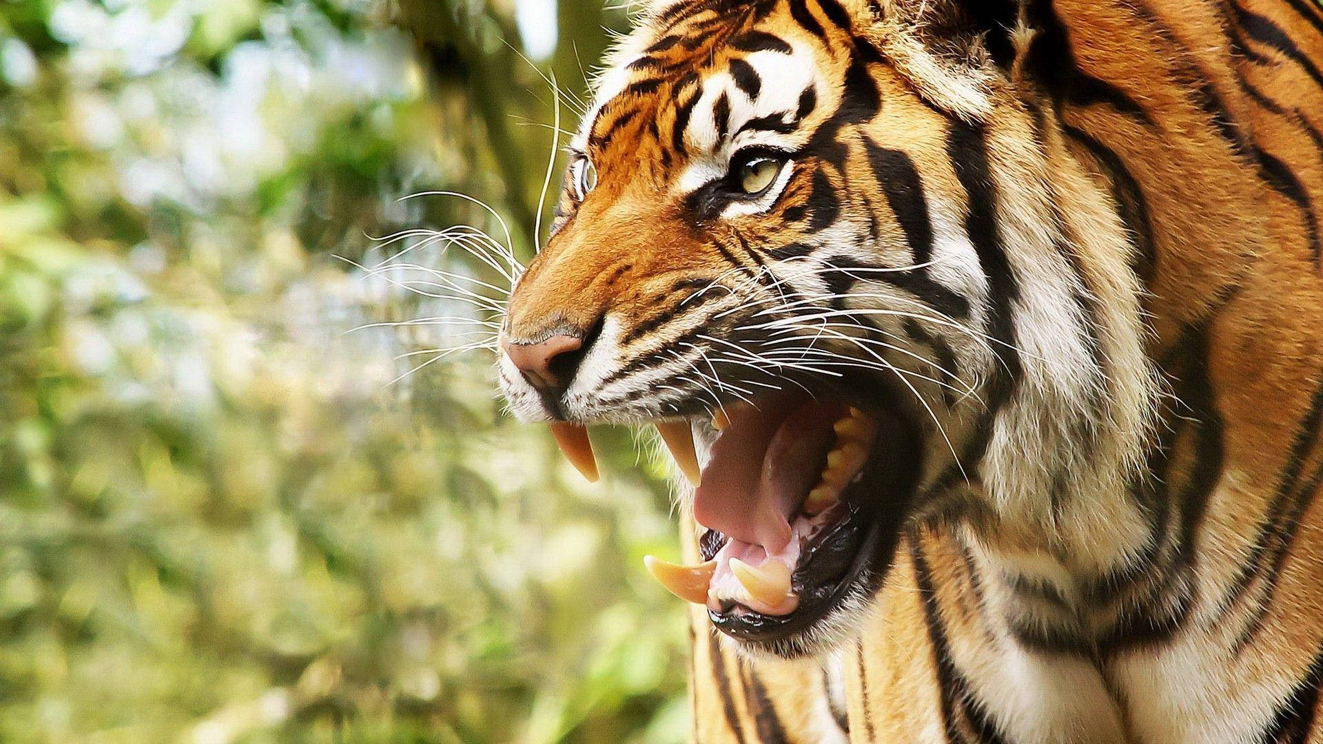 Angry Tiger Side View Background