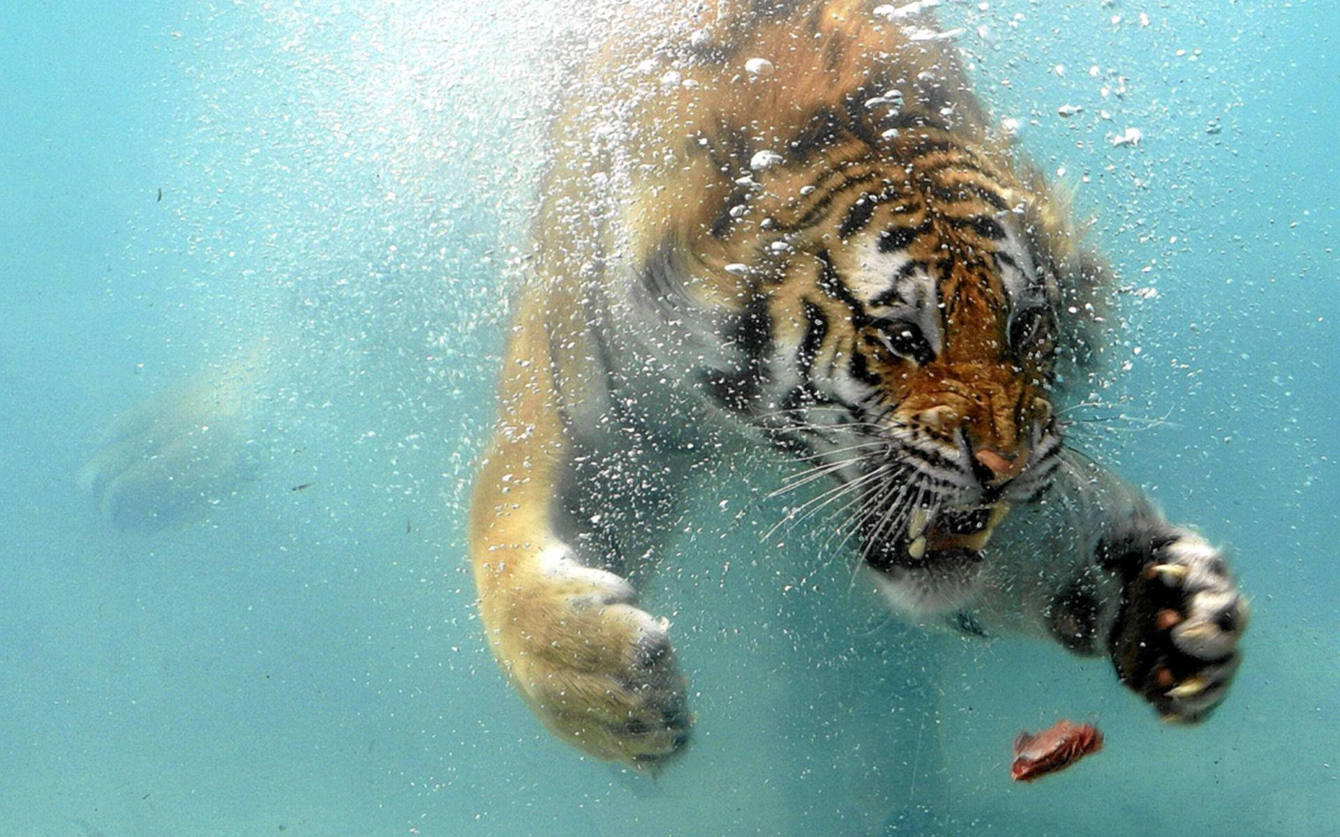 Angry Tiger Underwater Picture