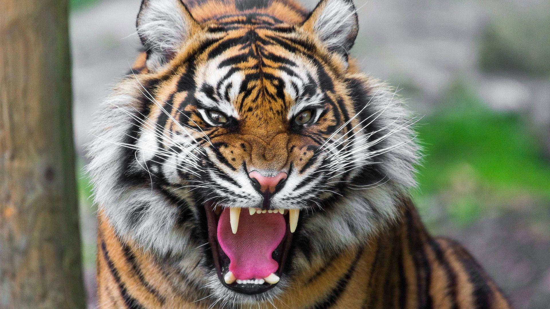 Angry Tiger With Mouth Open Wallpaper