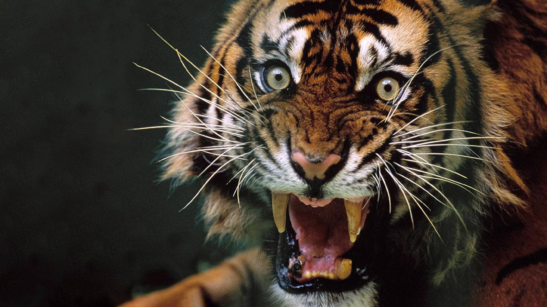 Angry Tiger With Round Eyes Picture