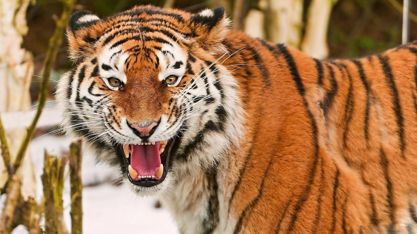 Angry Tiger With Stripes Background
