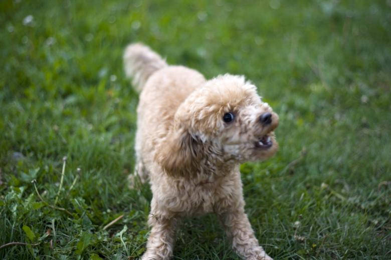 Angry Toy Poodle Wallpaper