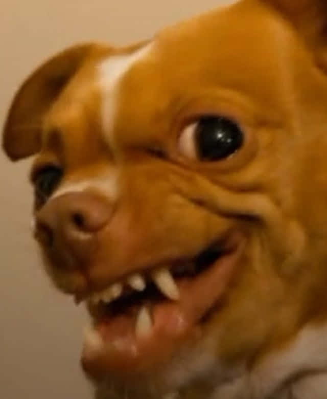 Angry Ugly Funny Chihuahua Close Up Wallpaper