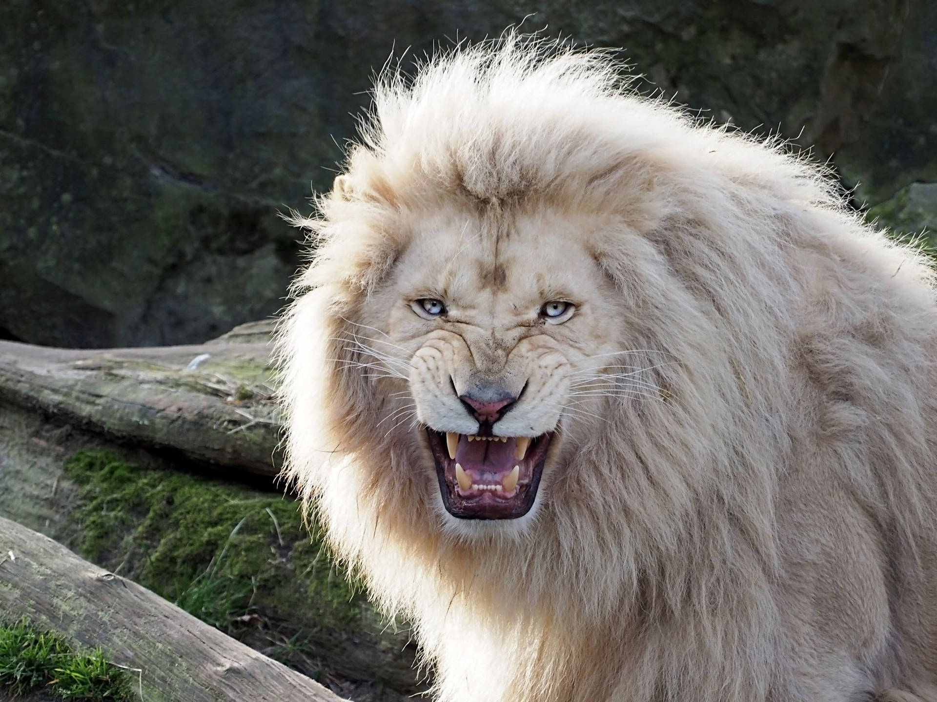 100 White Lion Wallpapers  Wallpaperscom