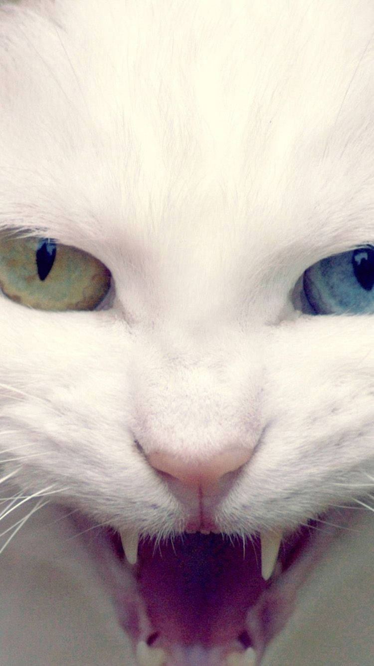 Angry White Turkish Angora Cat Iphone Wallpaper