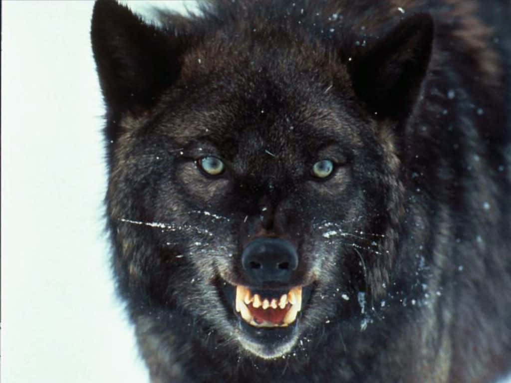 Fierce Angry Wolf Staring Intensely Wallpaper