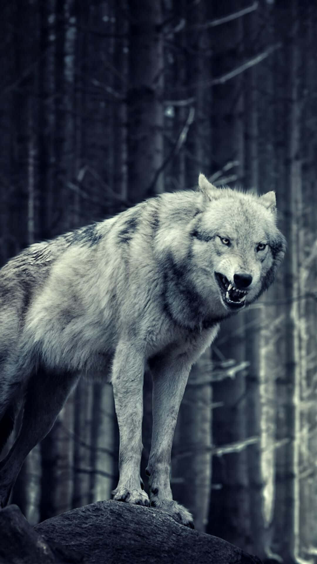 Fierce and Intimidating Angry Wolf Wallpaper