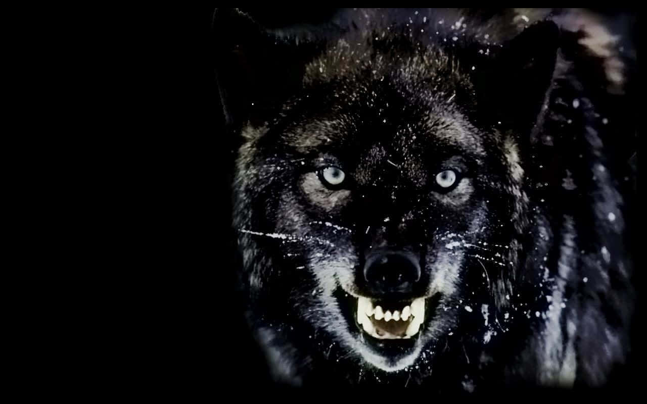 Ferocious and Intense Angry Wolf in the Wild Wallpaper