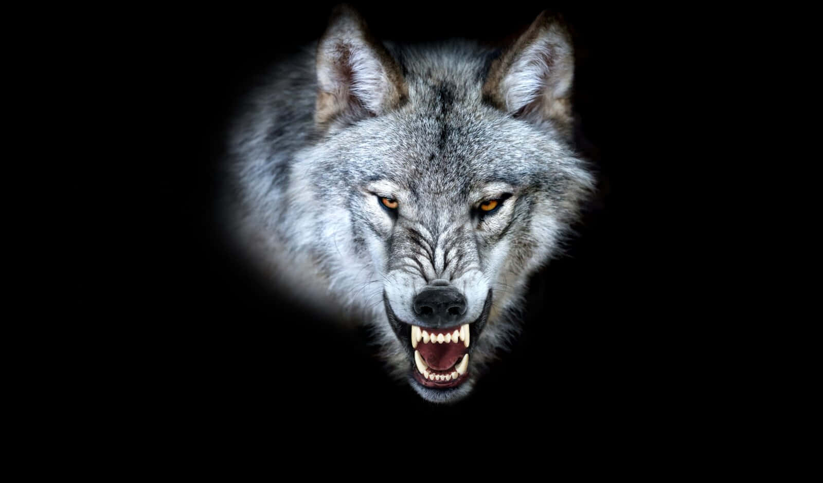 Angry Black Wolf Wallpaper Download  MobCup
