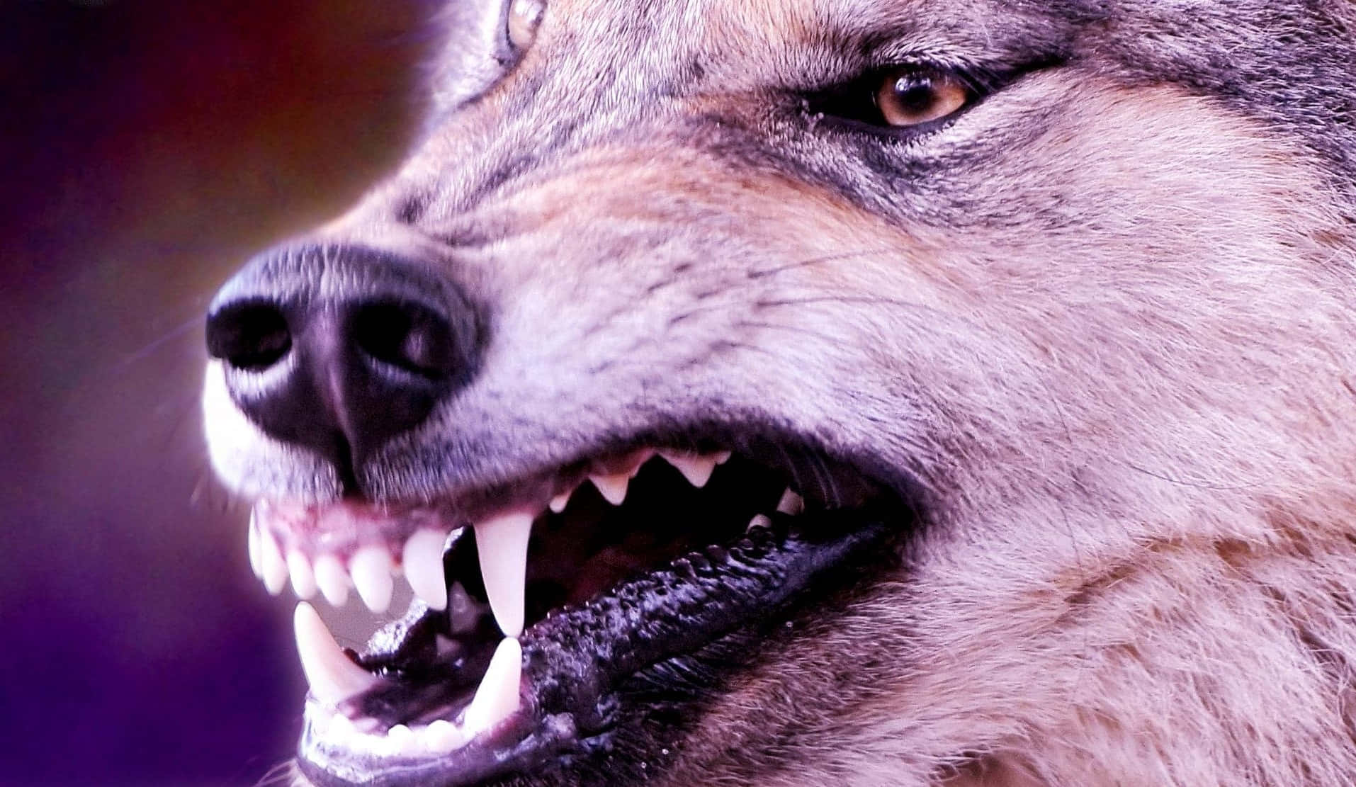 Fierce Angry Wolf with Glowing Eyes Wallpaper
