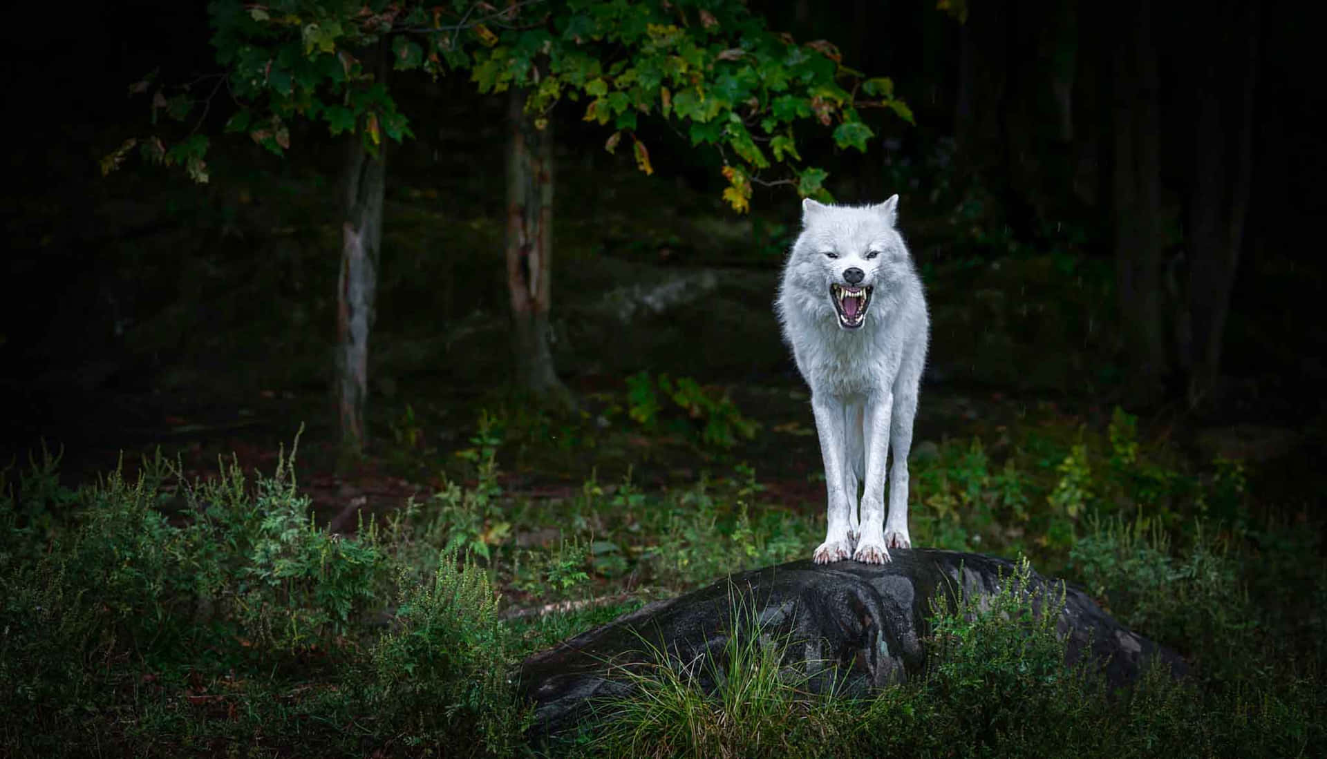 Angry Wolf in a Wild Landscape Wallpaper