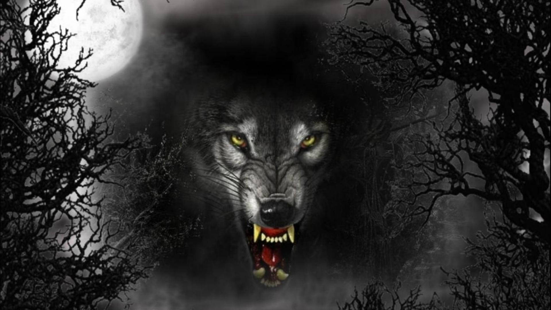 Angry Wolf Dark Forest Background