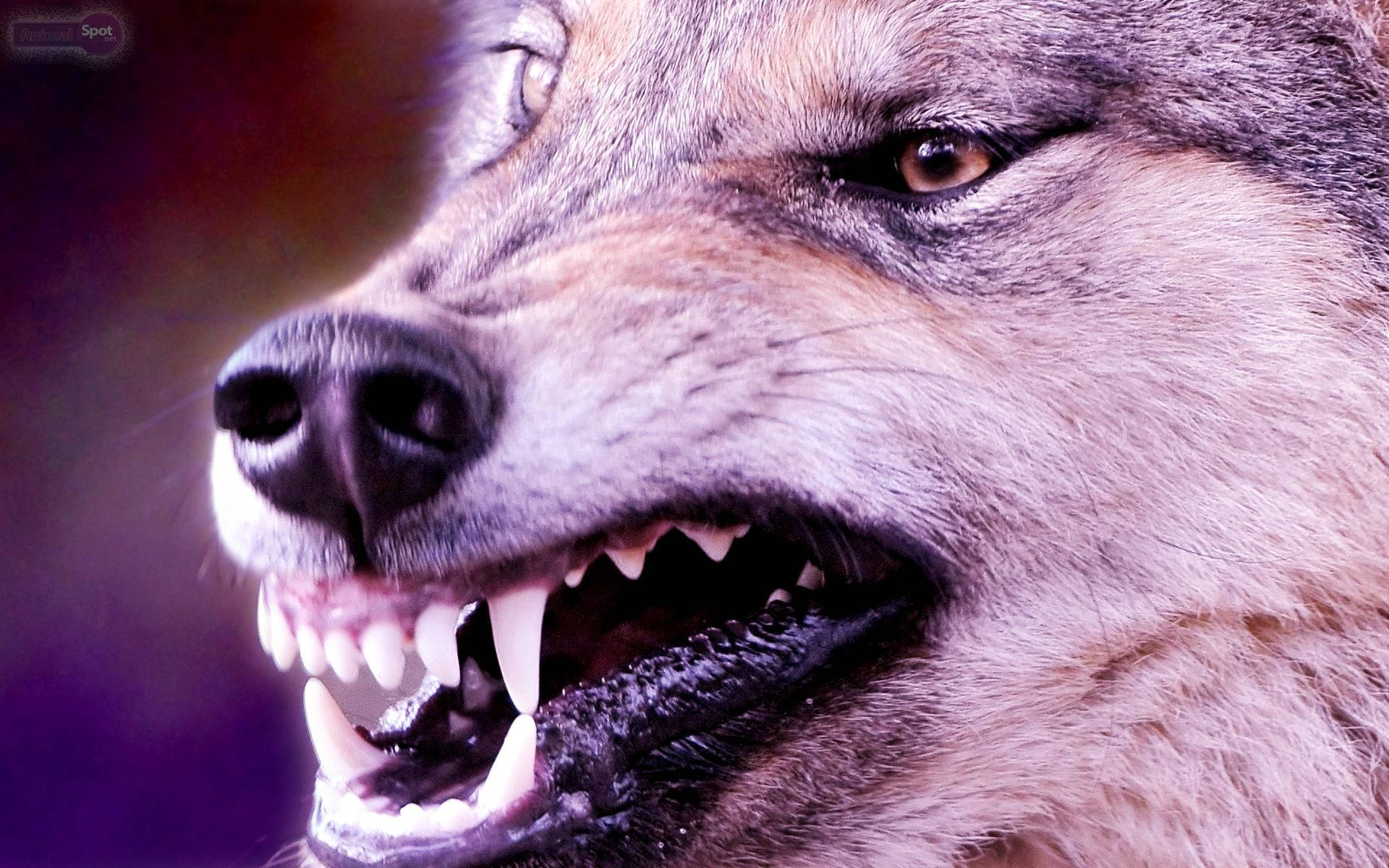 Angry Wolf With Sharp Teeth Wallpaper