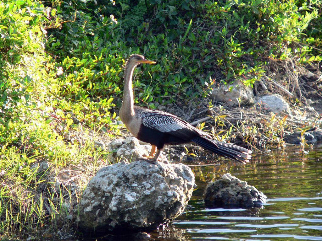 Anhinga At Everglades National Park Picture