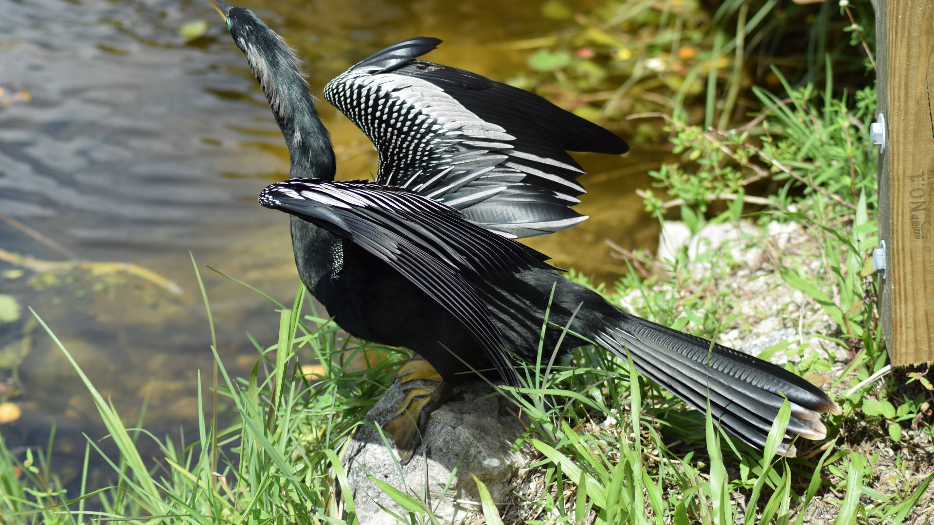 Anhinga On Stone Everglades National Park Picture