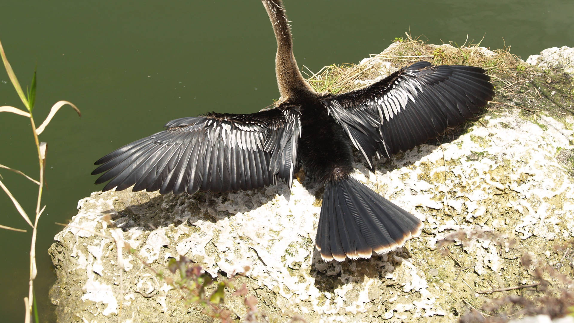 Anhinga Open Wings Everglades National Park Wallpaper