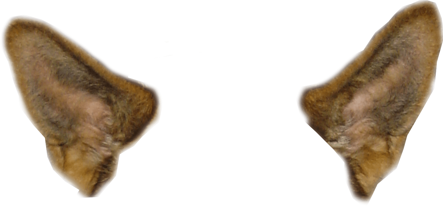 Download Animal Ears Transparent Background | Wallpapers.com