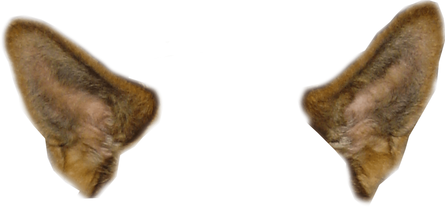 Animal Ears Transparent Background PNG