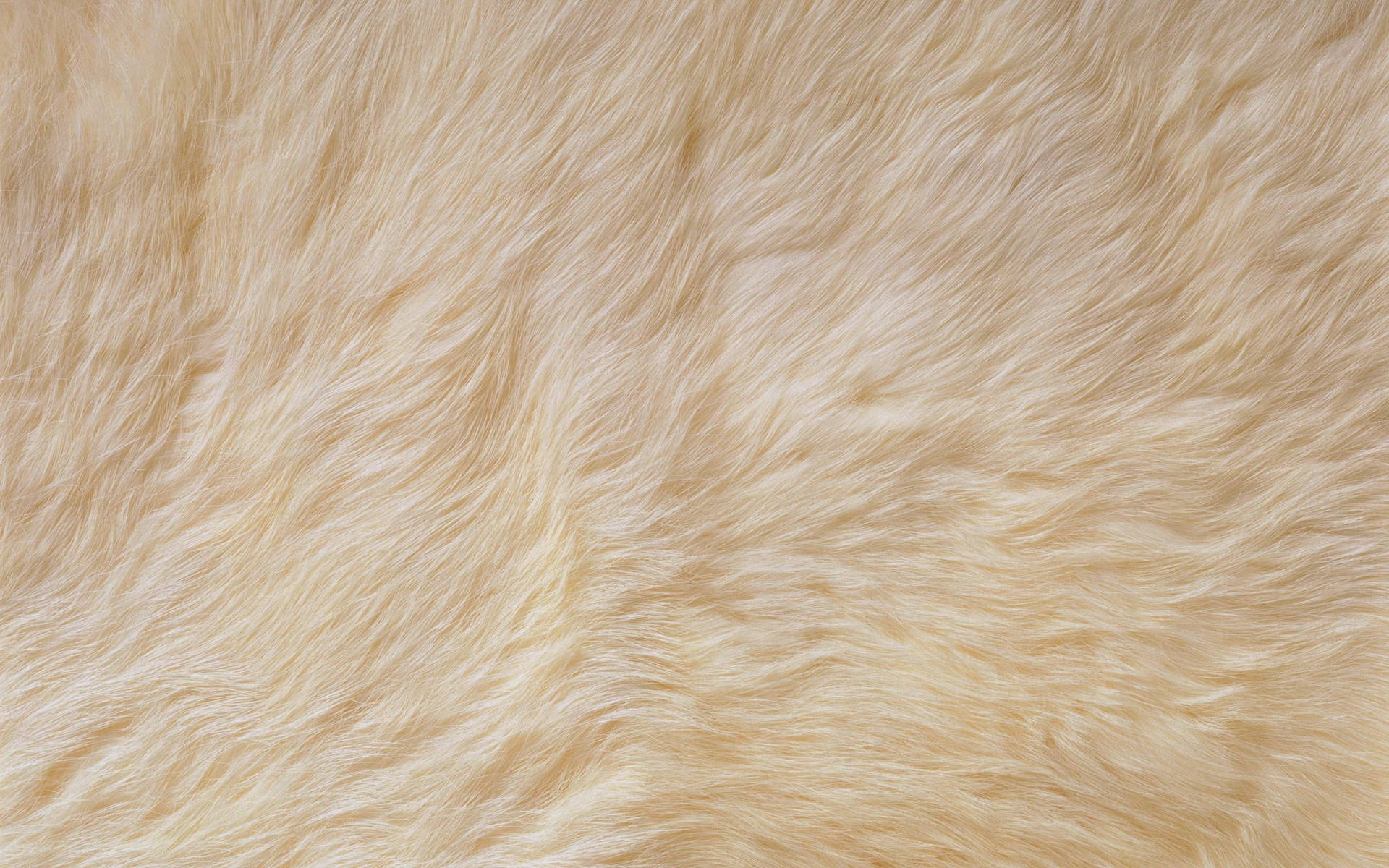 Soft Brown Fur Texture