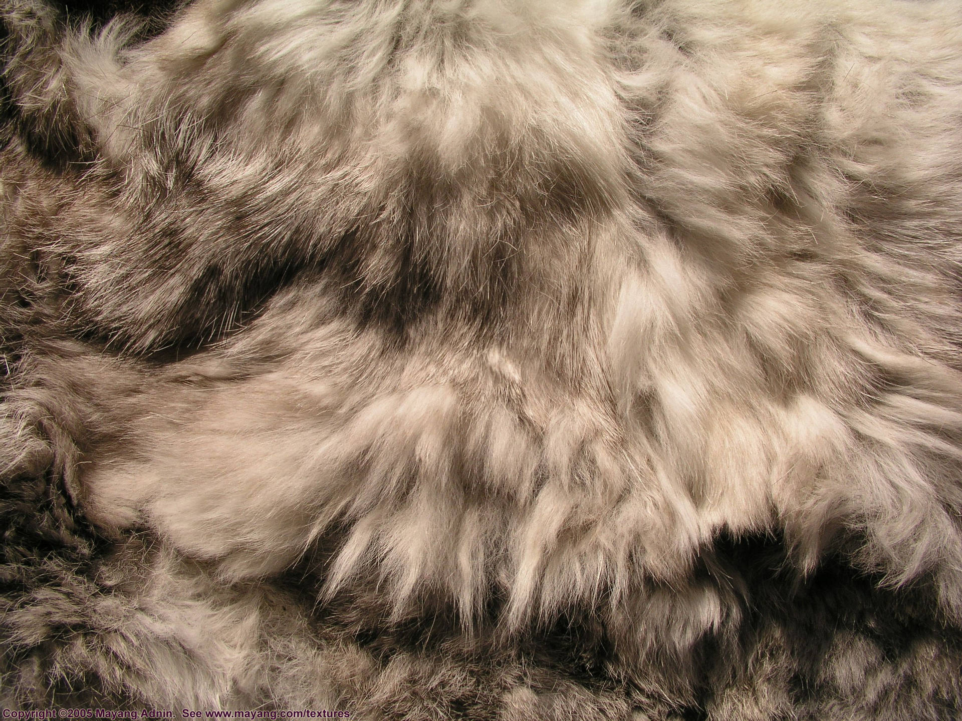 Animal Fur In Gray Wallpaper