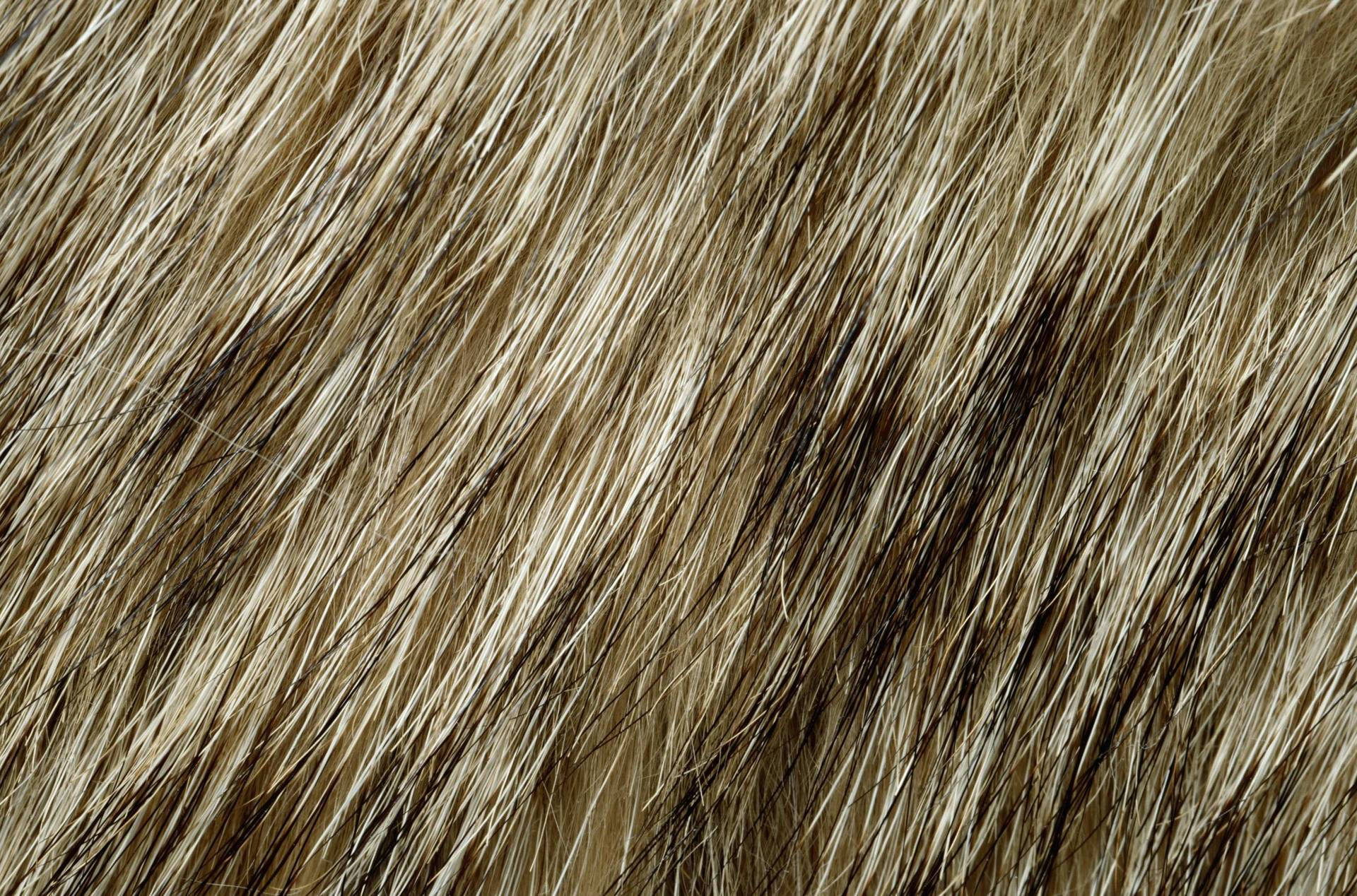 Animal Fur Makro Shot Wallpaper