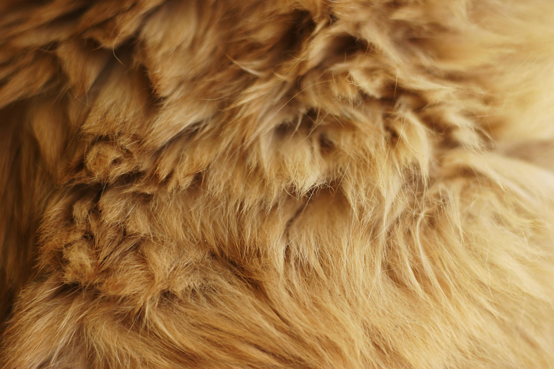Animal Fur Micro Photography Wallpaper